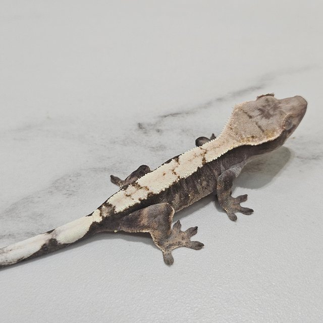 Sable 100% Het Axanthic