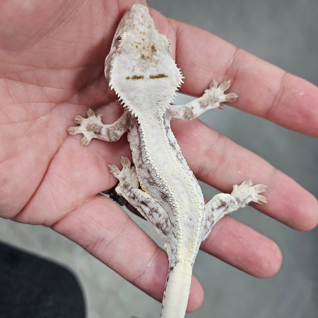 Lilly 100% Het Axanthic