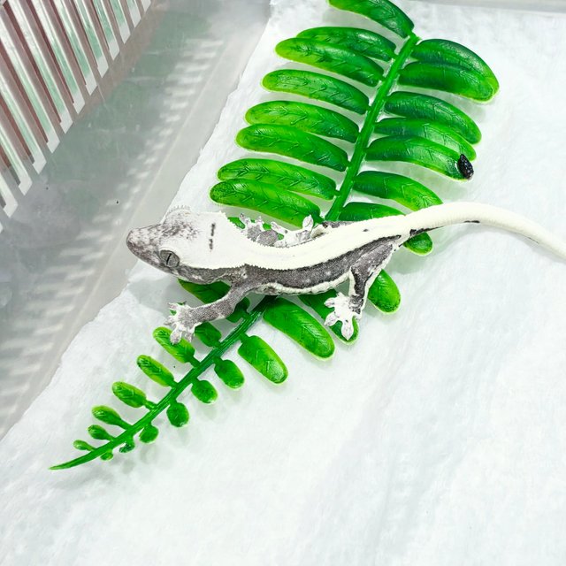 Lilly Axanthic