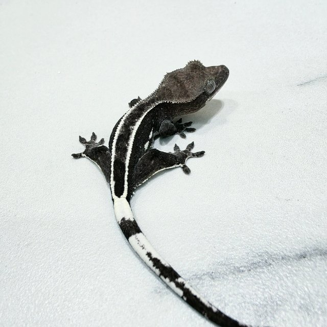 Axanthic