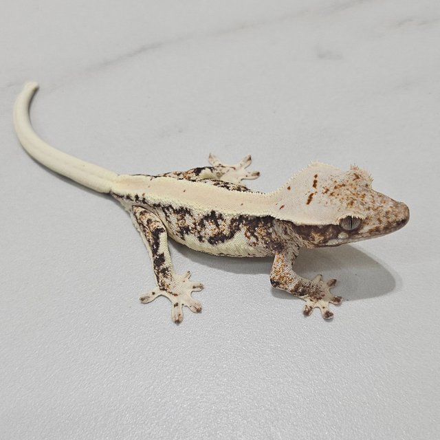 Lilly 100% Het Axanthic