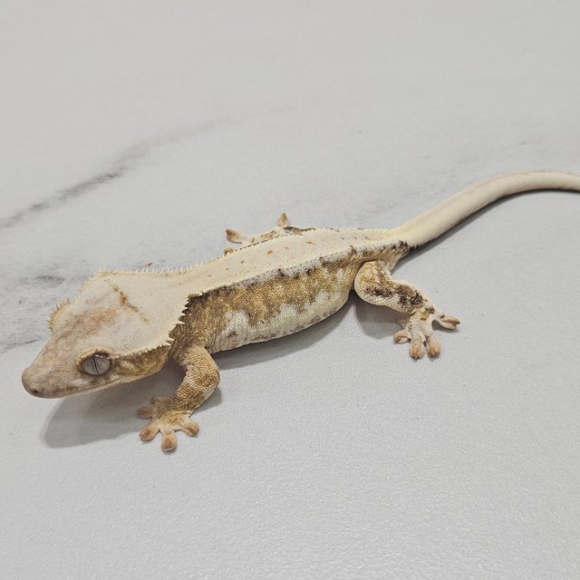 Lilly 100% Het Axanthic