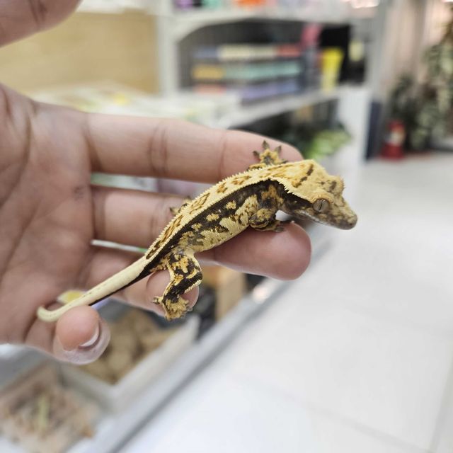 풀핀 쿼드