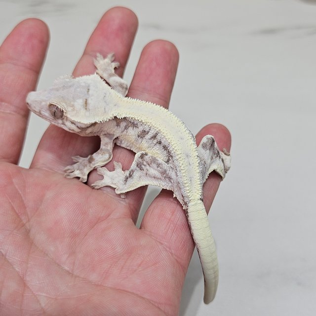 릴리 세이블 솔리드백