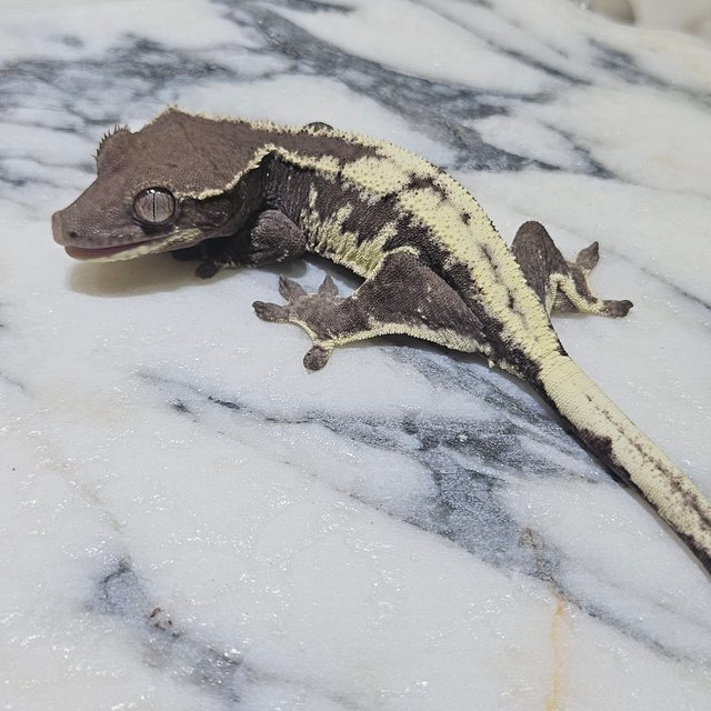 릴리 세이블 아잔틱 릴잔틱 세이블