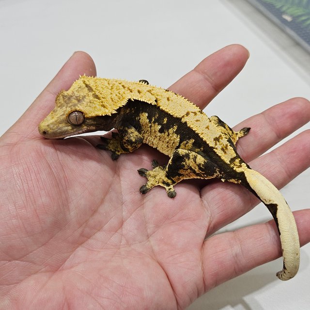 Black Normal