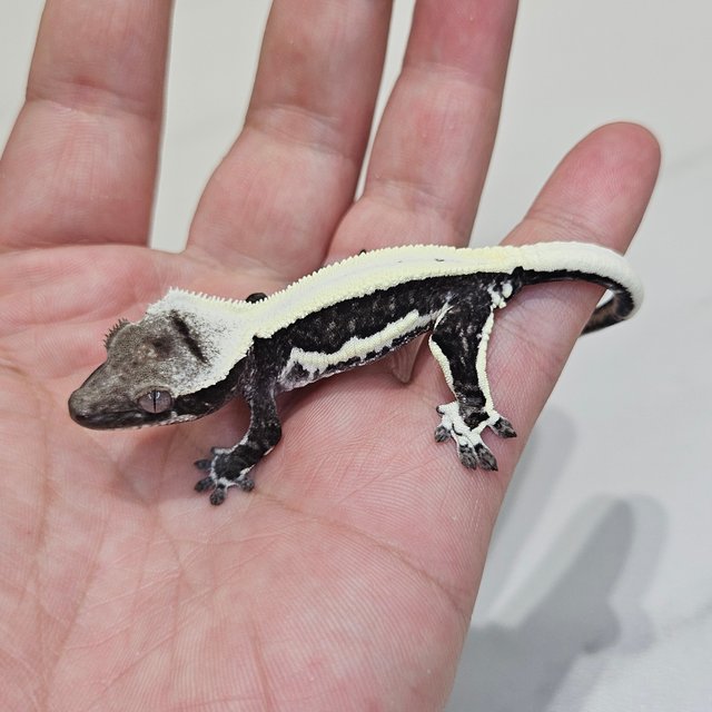 Solid Back Lilly Axanthic Super Stripe
