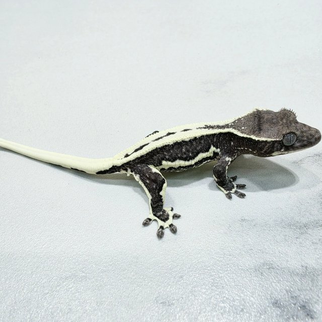 Lilly Axanthic