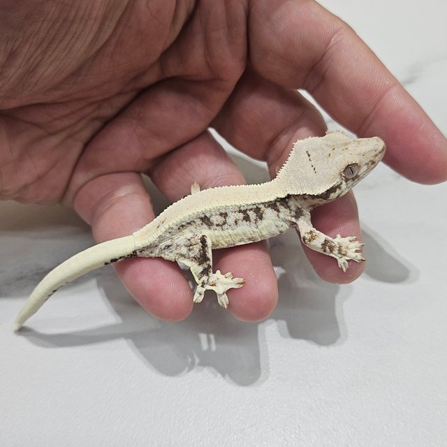 Lilly 100% Het Axanthic
