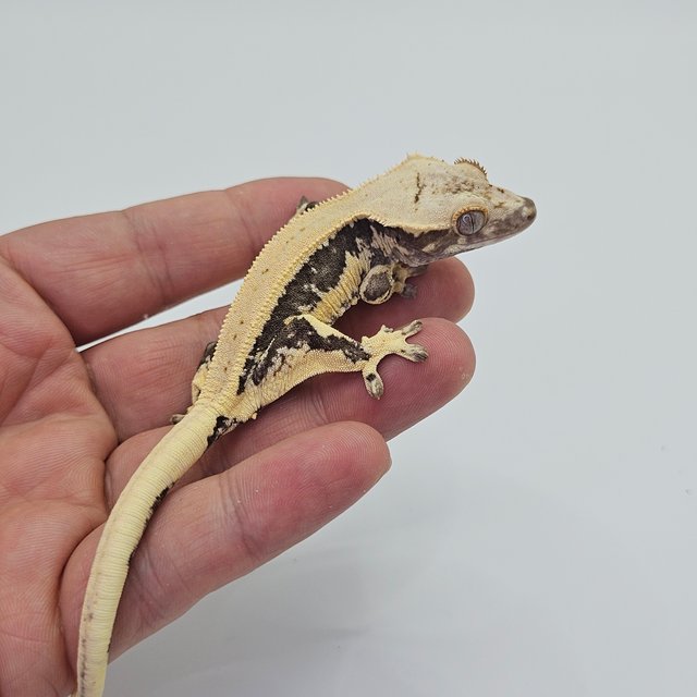 Lilly 100% Het Axanthic