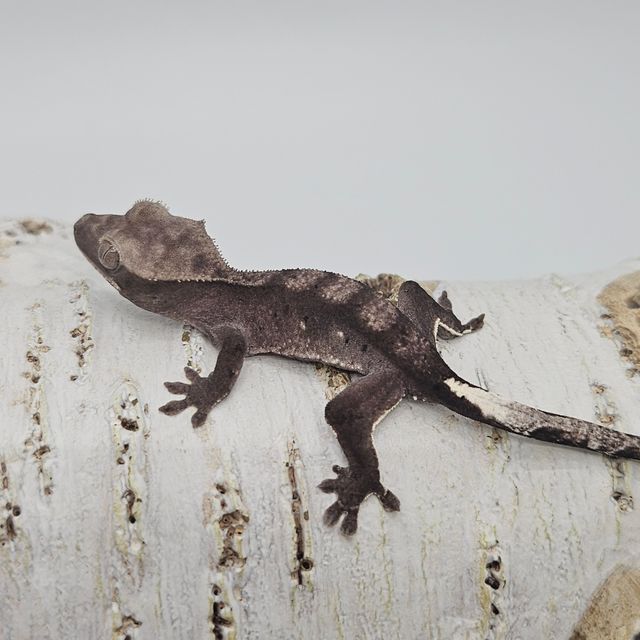 아잔틱