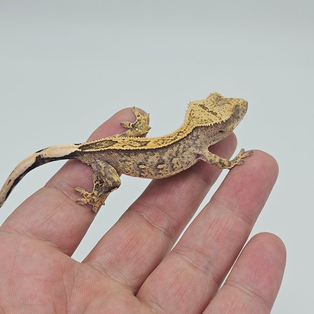 100% Het Axanthic Full Pinstripe Quad