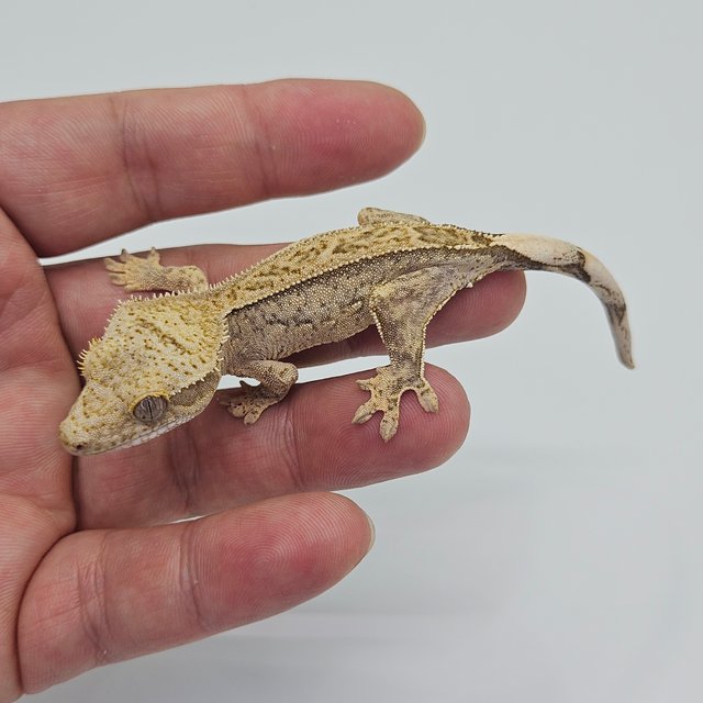 100% Het Axanthic Quad Full Pinstripe