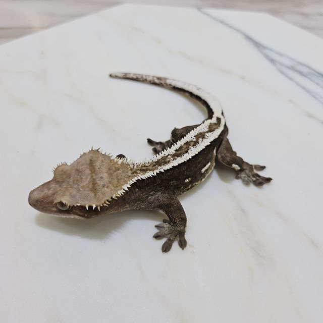 아잔틱 슈퍼스트라이프