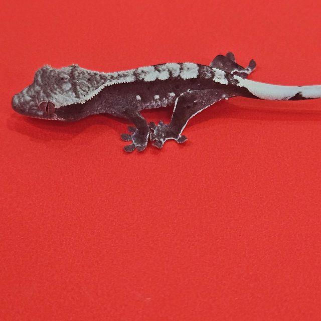 아잔틱