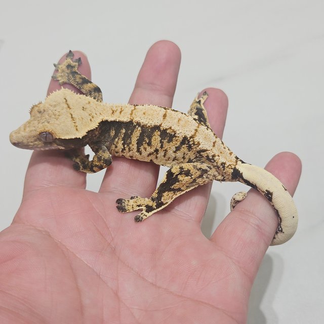 Tri
