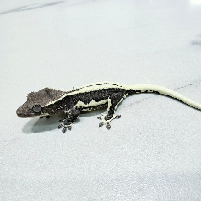 Lilly Axanthic