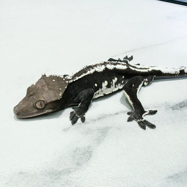 Axanthic