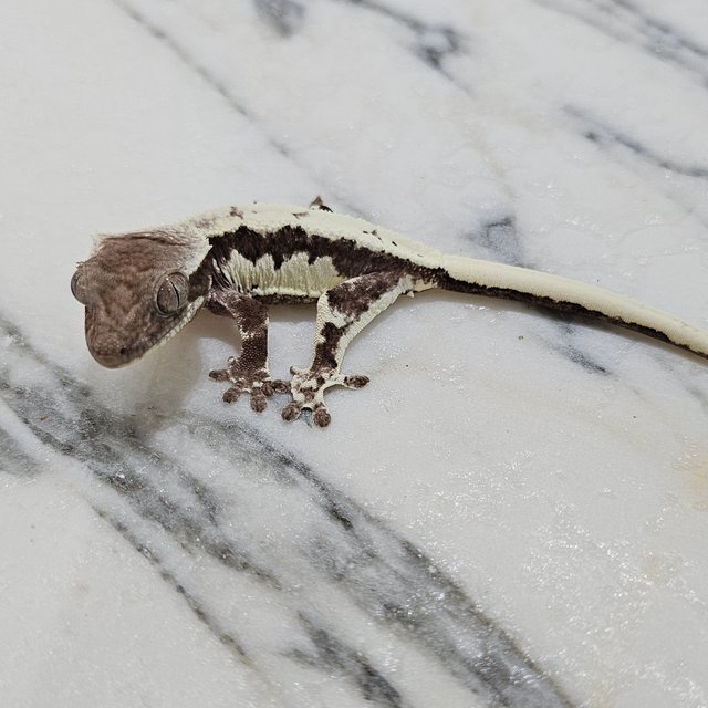 릴리 세이블 아잔틱 세이블 릴잔틱