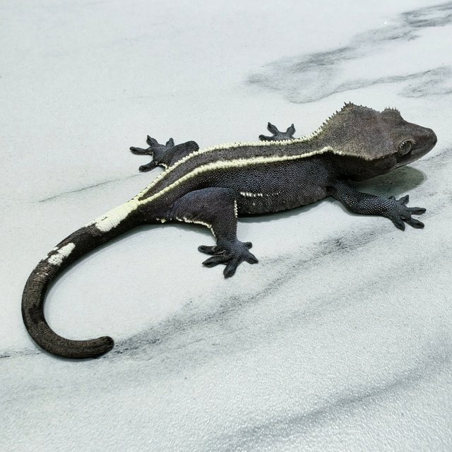 Axanthic Full Pinstripe