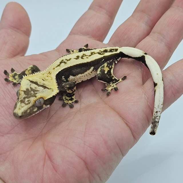 Full Pinstripe 100% Het Axanthic Quad