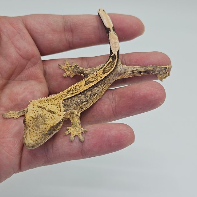 100% Het Axanthic Full Pinstripe Quad