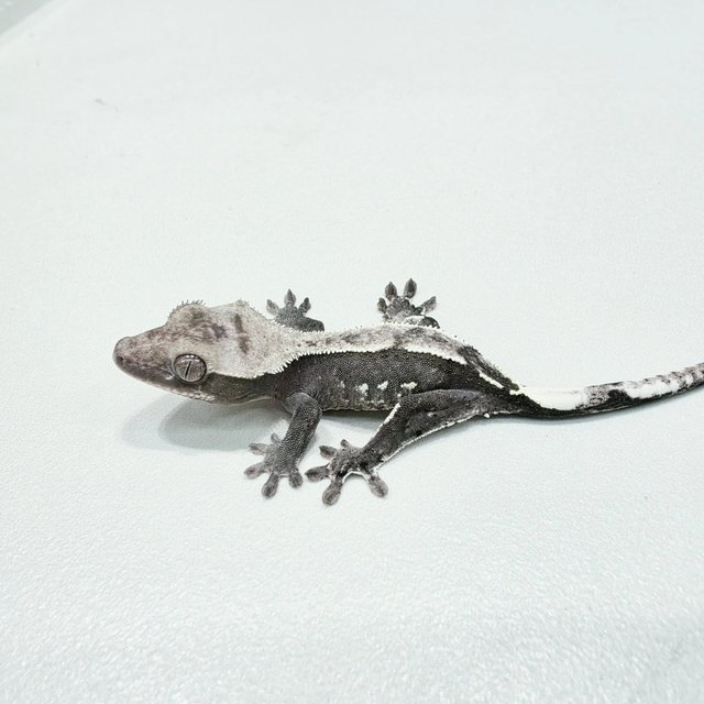 Axanthic
