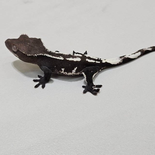 Axanthic
