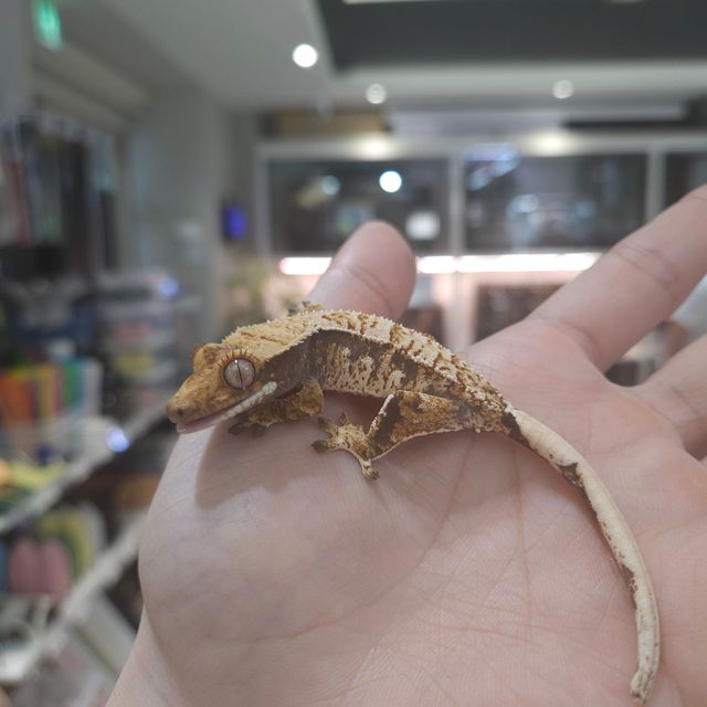 노멀