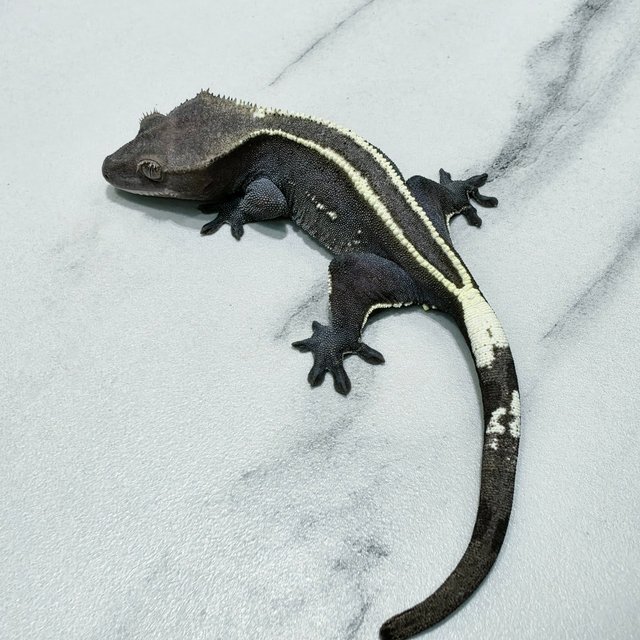 Axanthic Full Pinstripe