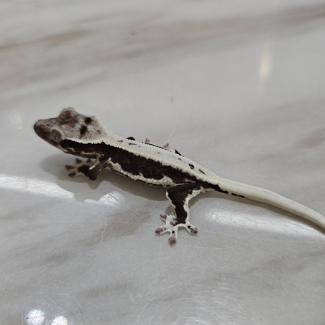 릴잔틱 풀핀
