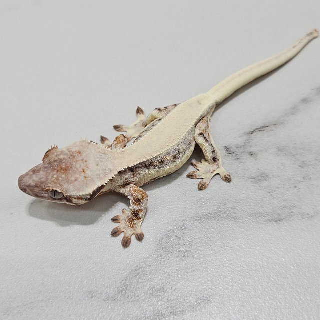 LW Sable 100% Het Axanthic Solid Back