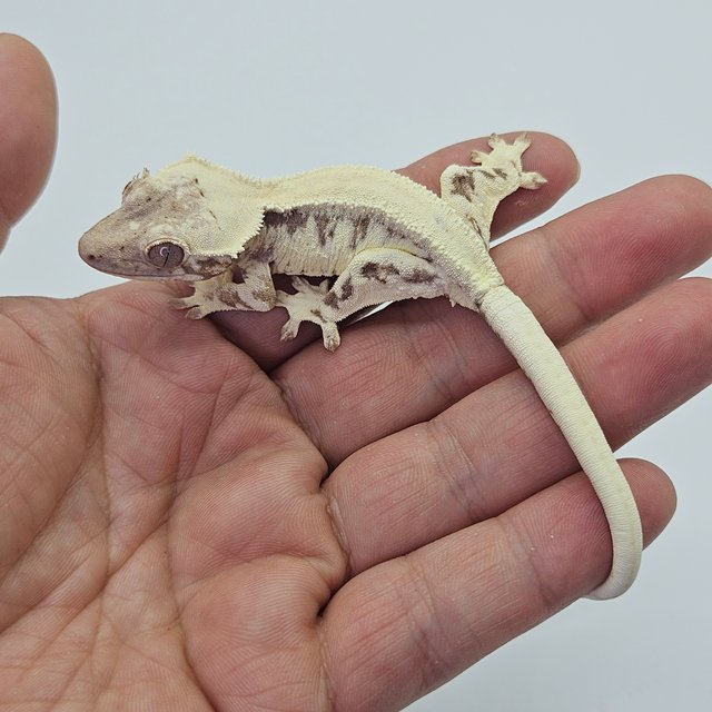 Solid Back LW Sable 100% Het Axanthic