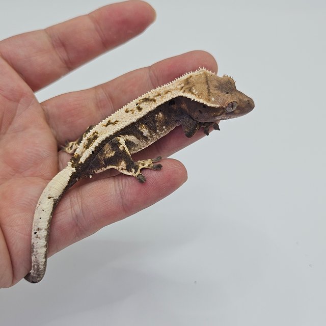 Sable 100% Het Axanthic