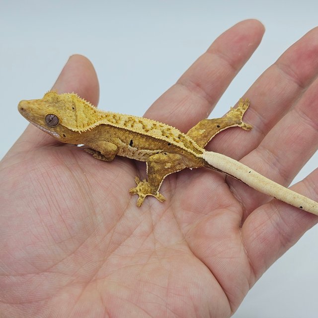 100% Het Axanthic Super Stripe