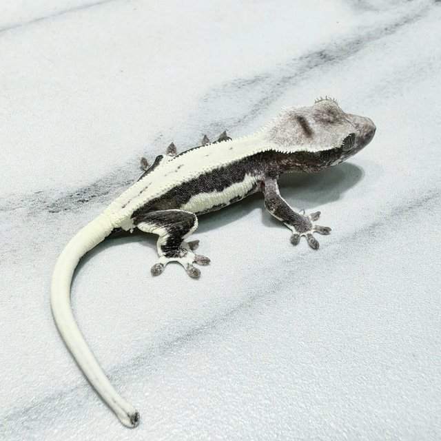 Lilly Axanthic