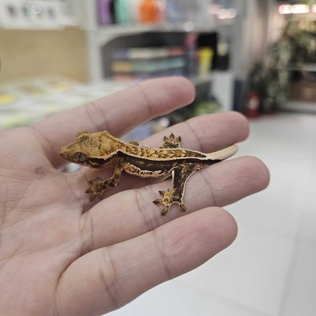 풀핀 쿼드