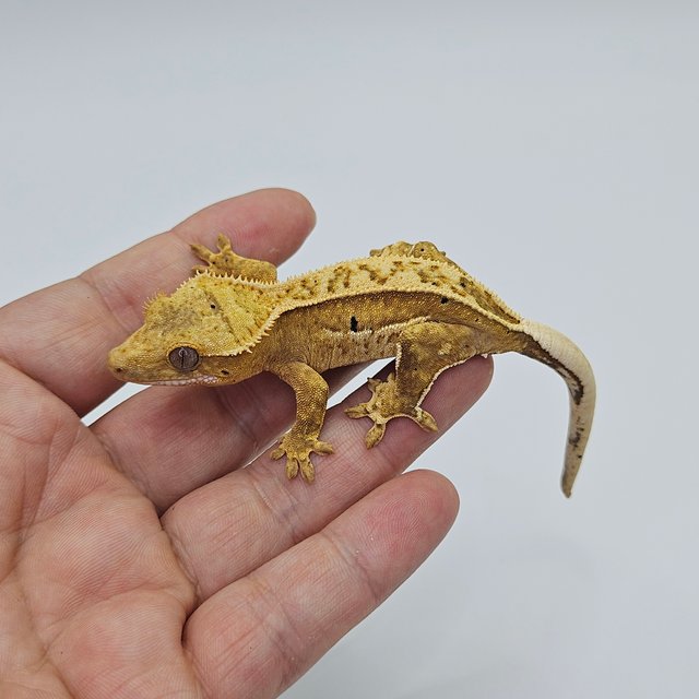 100% Het Axanthic Super Stripe