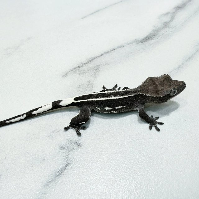 Axanthic