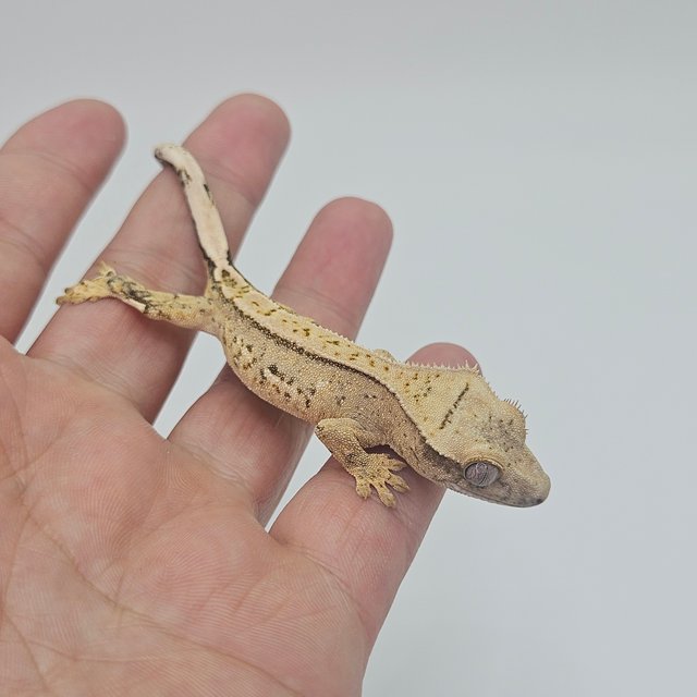 100% Het Axanthic Tri