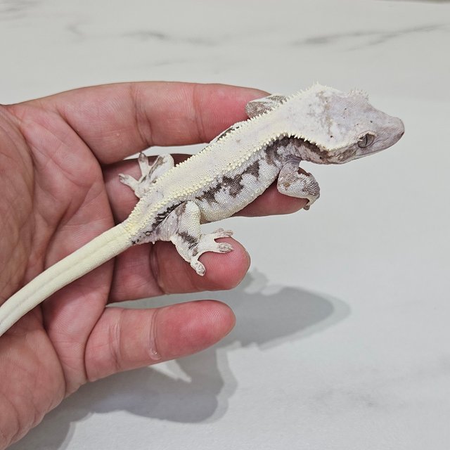 릴리 세이블 솔리드백