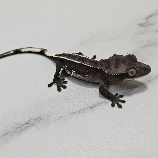 Axanthic