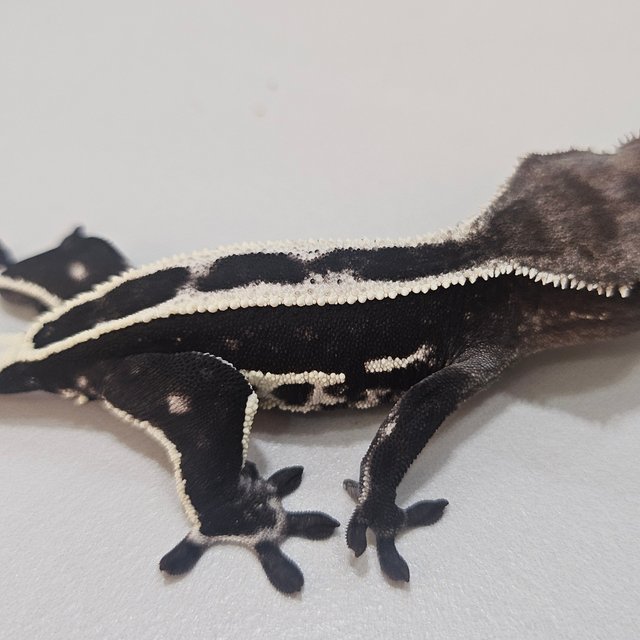 Empty Back Quad Axanthic Super Stripe