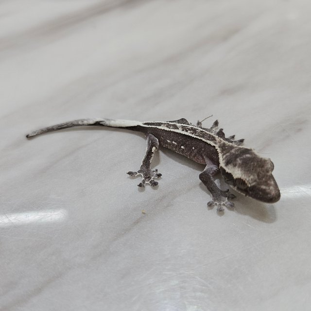 아잔틱 풀핀