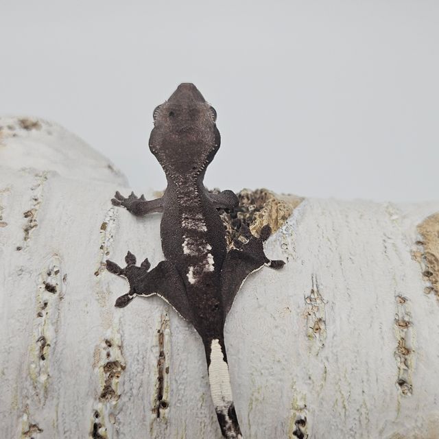 아잔틱
