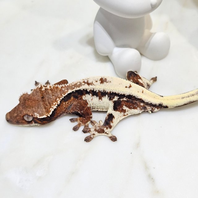 릴리 세이블