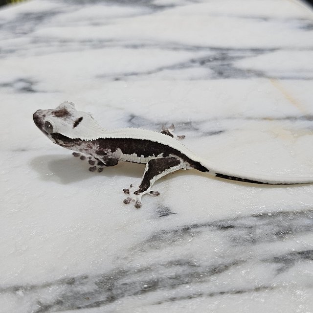 릴잔틱 솔리드백