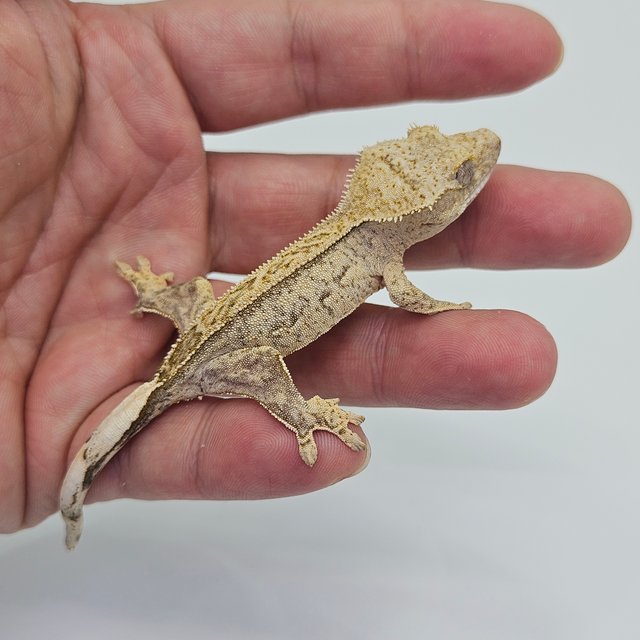 100% Het Axanthic Quad Full Pinstripe