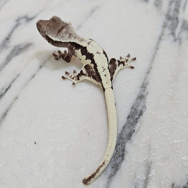 릴리 세이블 아잔틱 세이블 릴잔틱