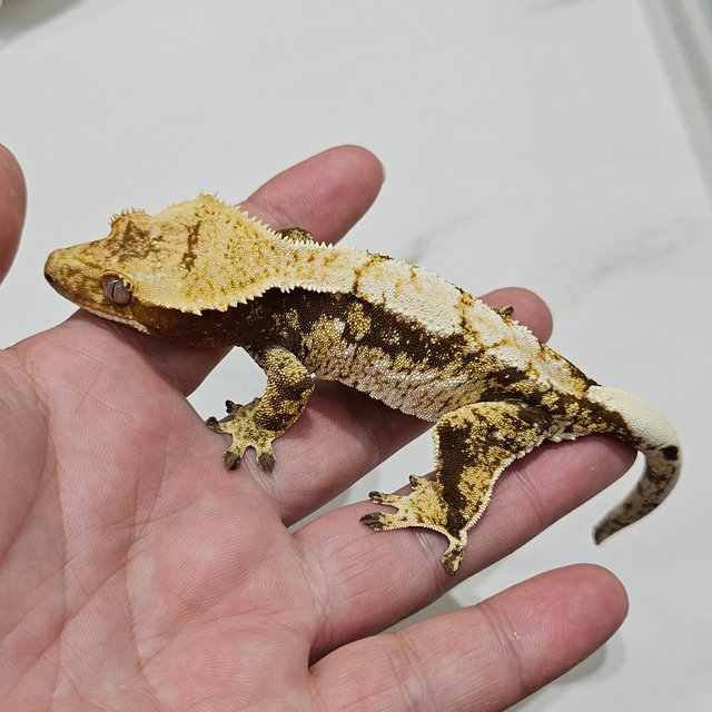 Tri Red Drippy White Spot